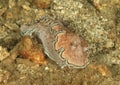 Nudibranch Ã¢â¬â glossodoris hikuerensis